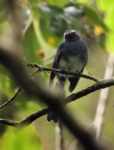 White-bellied Fantail